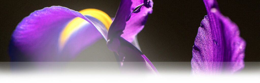 Montaleparfums Tunisie Repr sentant Officiel De Montaleparfums